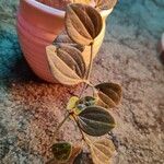 Peperomia quadrangularis Leht