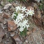 Leucocoryne alliacea Λουλούδι