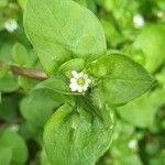 Stellaria media Blad