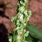 Cuscuta scandens Іншае