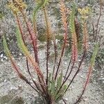 Euphorbia paralias Habitat