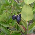 Uromyrtus emarginata Fruit