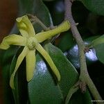 Huberantha nitidissima Fleur