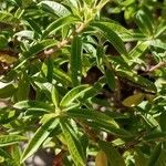 Aloysia citrodora List