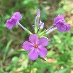 Phlox glaberrima ফুল