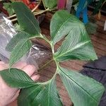 Arisaema dracontium Leaf