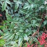 Nandina domestica Habit