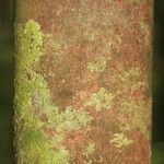 Pouteria reticulata Corteza