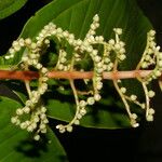 Miconia trinervia Hoja