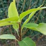 Forsythia viridissimaHostoa