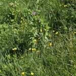 Epilobium alpestre Blodyn