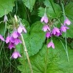 Primula matthioli Flower