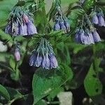 Mertensia paniculata Flor