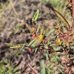 Chamaecrista mimosoides Hoja