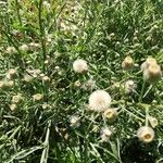 Conyza bonariensis 花