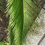 Cycas revoluta Blad