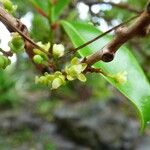 Psiloxylon mauritianum Flower