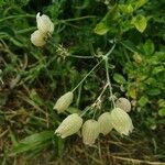 Silene vulgarisFlower