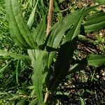 Solidago virgaurea Folha