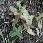 Hypericum montanum Blatt