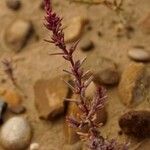 Suaeda spicata Fula