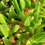 Carpobrotus acinaciformis Levél