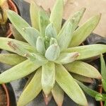 Dudleya greenei 叶