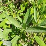 Salvia officinalis Folha