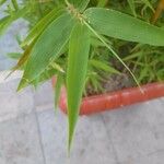 Phyllostachys aurea Лист