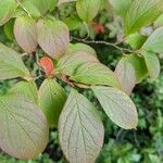 Stewartia pseudocamellia Folla