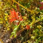 Castilleja miniata Flor