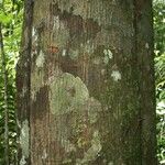 Virola michelii Corteza