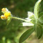 Hymenocarpos circinnatus Flower