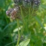 Phacelia mutabilis Fiore