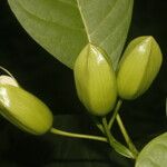 Bourreria grandicalyx Fruit