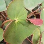 Begonia acetosa Hoja