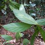 Litsea umbellata Leaf