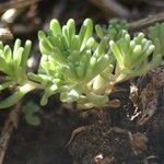 Sedum allantoides Folha