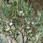 Juniperus excelsa Hedelmä