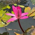 Nymphaea rubra Flower