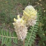 Astragalus alopecurus Цветок