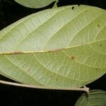 Ocotea valerioides Leaf