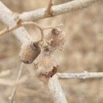 Cordia monoica Fruto