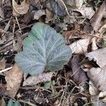 Geum canadense Blad