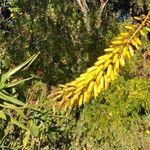 Aloe striatula Blomma