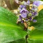 Dichorisandra thyrsiflora Flor