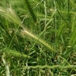 Hordeum murinum Fruit