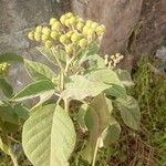 Solanum erianthum Fruit