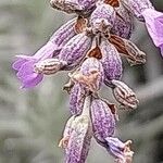 Lavandula × intermedia Flower