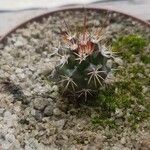 Echinocereus viridiflorus Liść